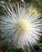 Calliandra haematocephala alba