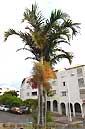 Palme,Palme tropicali,Palma