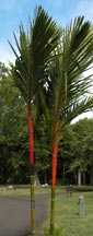 Palme,Palme tropicali,Palma