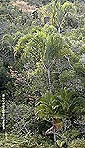 Palme,Palme tropicali,Palma