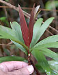 Palme,Palme tropicali,Palma