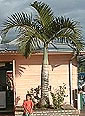 Palme,Palme tropicali,Palma