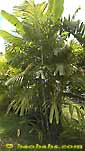 Palme,Palme tropicali,Palma