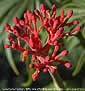 Jatropha multifida