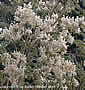 Moringa oleifera