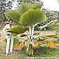 Palme,Palme tropicali,Palma