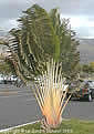 Palme,Palme tropicali,Palma