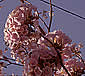 Tabebuia rosea