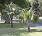 Palme,Palme tropicali,Palma