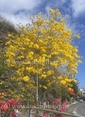 Tabebuia chrysotricha