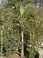 Palme,Palme tropicali,Palma