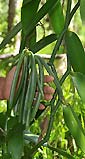 Vanilla planifolia