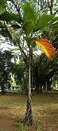 Palme,Palme tropicali,Palma