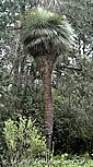 Palme,Palme tropicali,Palma