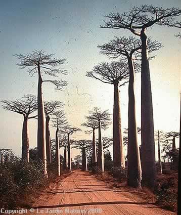 Baobab:Adansonia grandidieri