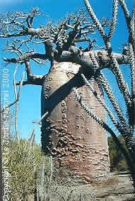 Adansonia or baobab