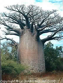 Adansonia or baobab