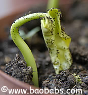 Adansonia perrieri, malagasy baobab, the rarest baobab, seed germinating