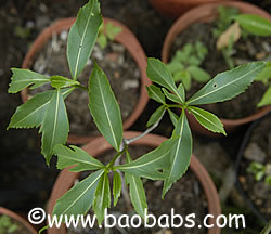 Adansonia rubrostipa, malagasy baobab, the smallest baobab, seedlings