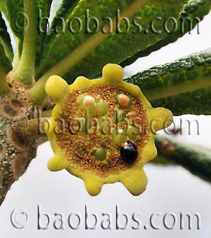 Dorstenia gigas