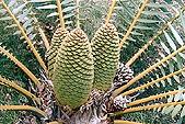 Encephalartos manikensis