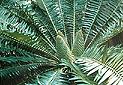 Encephalartos manikensis