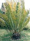 Encephalartos manikensis