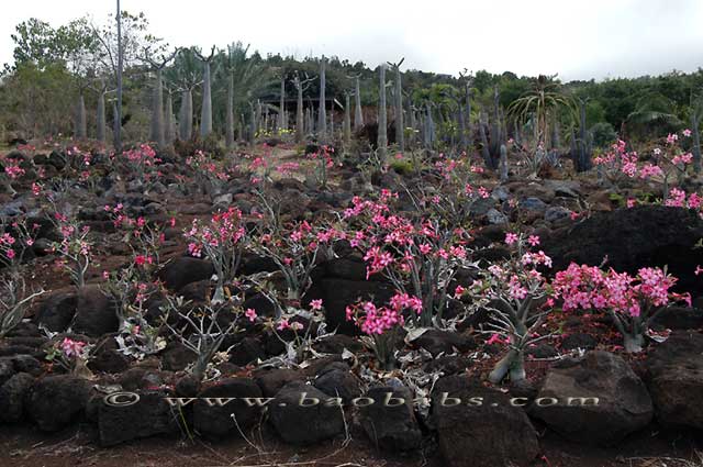 Desert Roses and Pachypodiums
