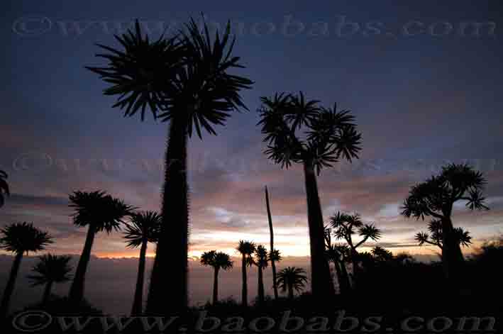 Sunset sur Pachypodiums