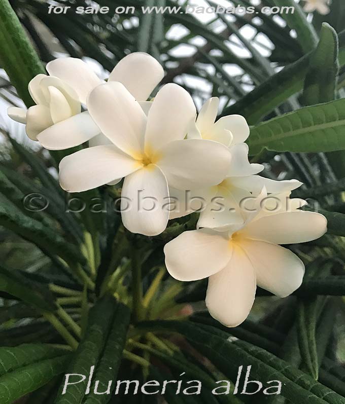 Plumeria alba