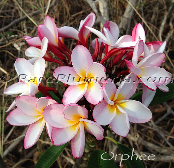 Plumeria rubra ORPHEE