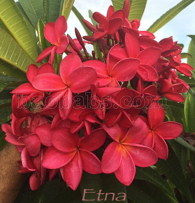 Plumeria rubra ETNA AKA Siam Red, Dang Siam, Dang Sayam, Daeng Sayem