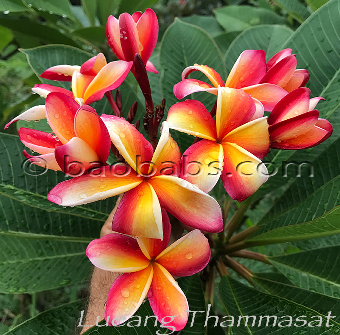 Plumeria rubra LUEANG THAMMASAT