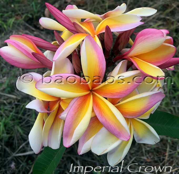 Plumeria rubra IMPERIAL CROWN