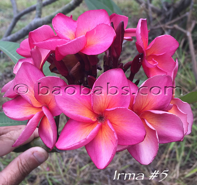 Plumeria rubra IRMA #5 AKA  Irma 5, Irma Bryant 5, 4101, Erma 5, Karhun