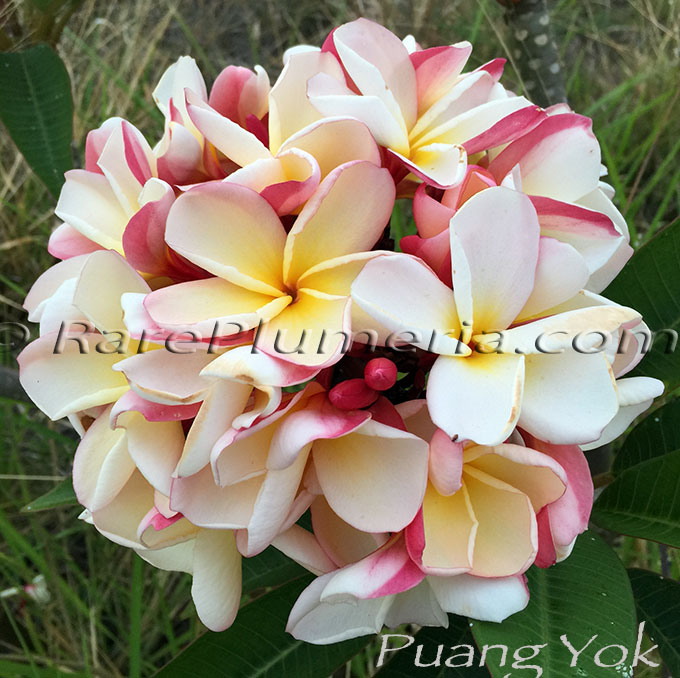 Plumeria rubra PUANG YOK AKA  Poung Yok