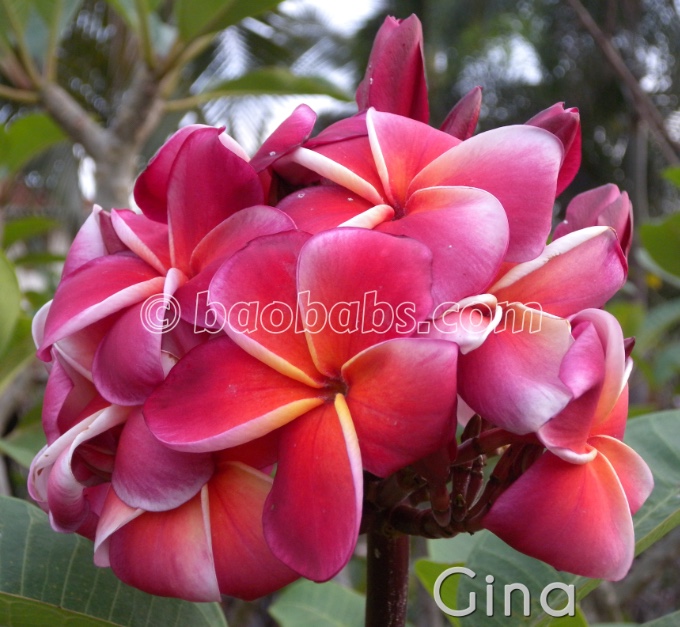 Plumeria rubra GINA AKA  Jeena , Jena, Jeena Red