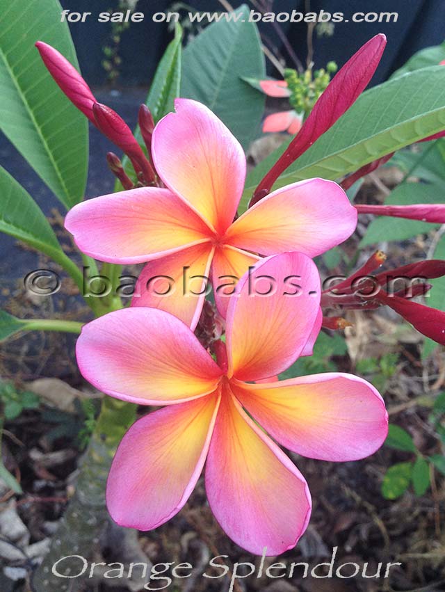 Plumeria rubra ORANGE SPLENDOUR