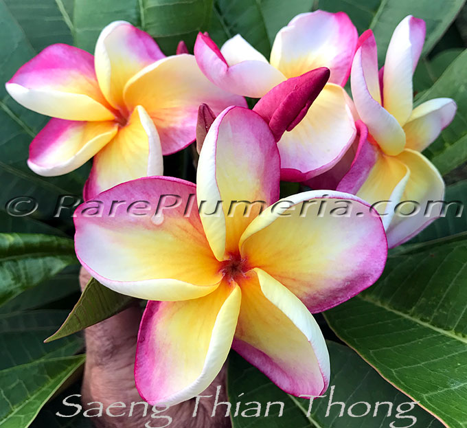 Plumeria rubra SAENG THIAN THONG AKA  Saeng Tian Tong, Bok Rainbow, #4806