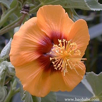 Abutilon hirtum