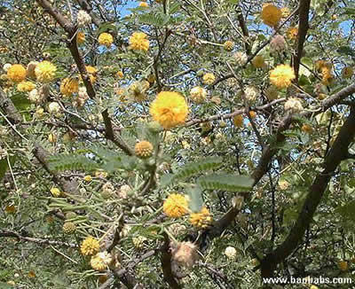 Acacia farnesiana