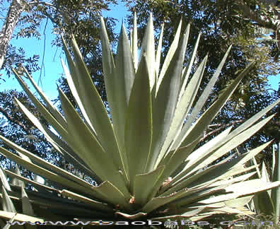 Agave angustifolia