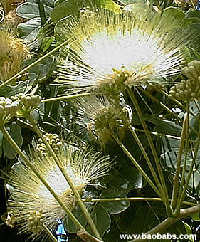 Albizia lebeck