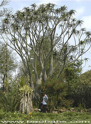 Aloe barberae (bainesii)