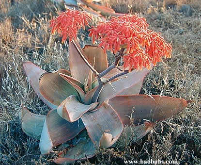 Aloe striata