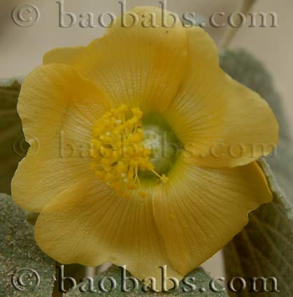 Abutilon antsokayense