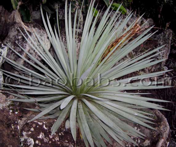 Agave BLUE SWORD