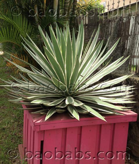 Agave angustifolia marginata