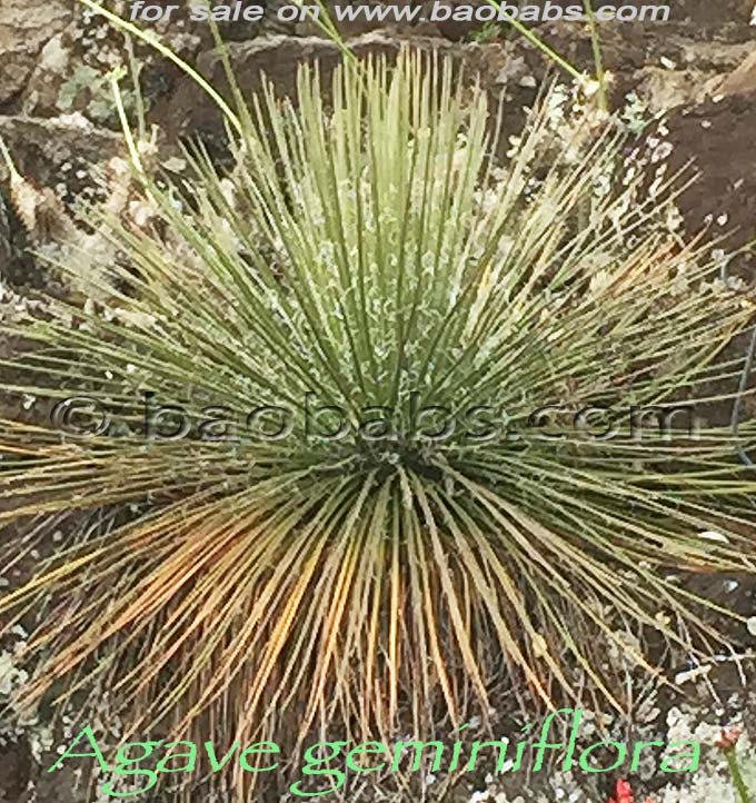 Agave geminiflora