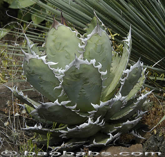 Agave Sierra Mixteca